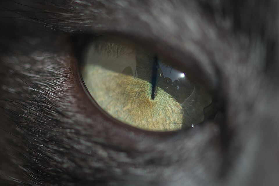 Primo piano dell'occhio di un gatto con pupilla verticale