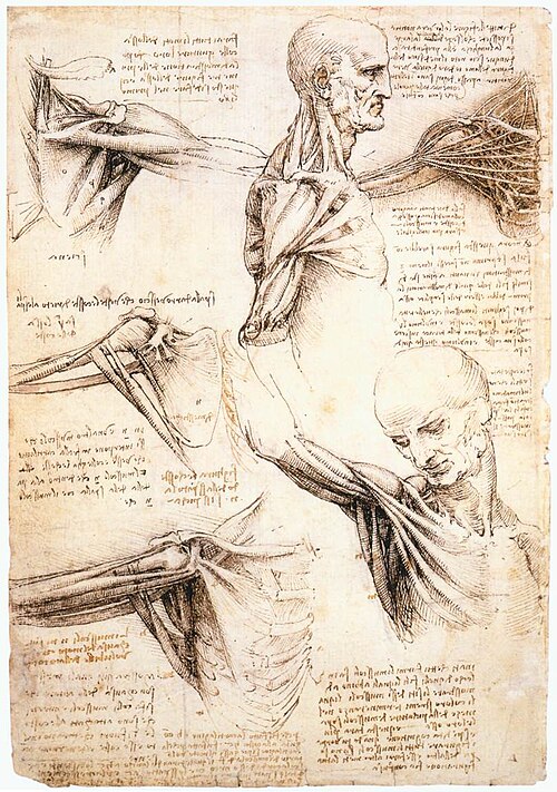 Studi anatomici di Leonardo da Vinci
